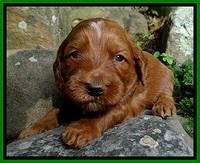 Dulcie Beckam pups 3 wks old 131