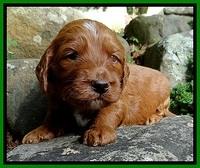 Dulcie Beckam pups 3 wks old 141