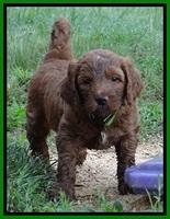 Dulcie Beckam pups 5 wks old 20