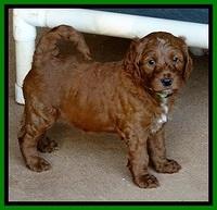 Dulcie Beckam pups 5 wks old 30