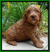 Dulcie Beckham pups 4 wks old 171