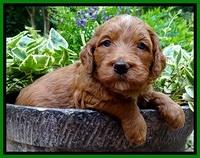 Dulcie Beckham pups 4 wks old 201