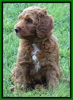 Dulcie Beckham pups 7 wks old 212