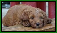 Dulcie Beckham pups 7 wks old 222
