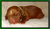 Dulcie Beckum pups newborn 111