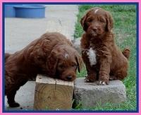 Dlucie Beckham pups 6 wks old 61