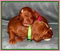Dulcie Beckam pups 2 wks old 231