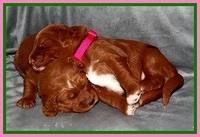 Dulcie Beckam pups 2 wks old 241