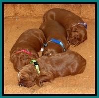 Dulcie Beckam pups 2 wks old 251