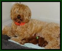 Dulcie Beckum pups newborn group11