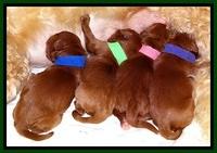 Dulcie Beckum pups newborn group31