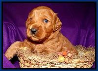 Blue 3 wks (6) (1)
