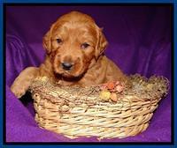 Blue 3 wks (7) (1)