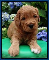 Tia Gus  pups 4 wks old 12