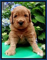 Tia Gus  pups 4 wks old 22