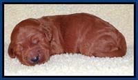 Tia Gus pups 1 wk old 10