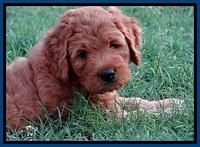 Tia Gus pups 7 wks old 81