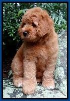 Tia Gus pups 8 wks old 42