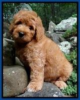 Tia Gus pups 8 wks old 62