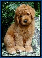 Tia Gus pups 8 wks old 92