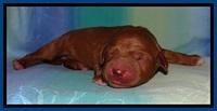 Tia Gus pups newborn 31