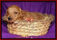 Tia Gus pups 3 wks old 161