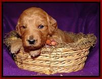Tia Gus pups 3 wks old 181