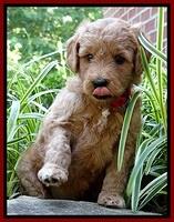Tia Gus pups 5 wks old 60