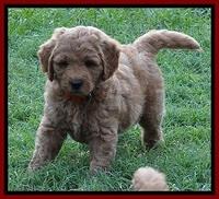 Tia Gus pups 7 wks old 171