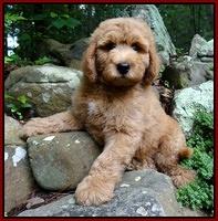 Tia Gus pups 9 wks old 002