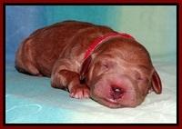 Tia Gus pups newborn 41