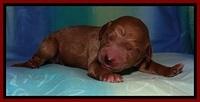 Tia Gus pups newborn 51