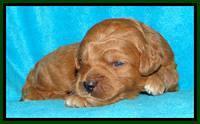 Tia Gus pups 2 wks old 60