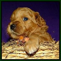 Tia Gus pups 3 wks old 51
