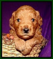 Tia Gus pups 3 wks old 61