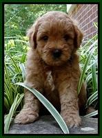 Tia Gus pups 5 wks old 100