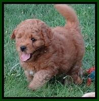 Tia Gus pups 7 wks old 271