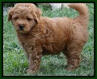 Tia Gus pups 7 wks old 291