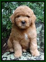 Tia gus green boy 8 wks old 21