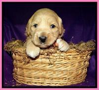Pink 3 wks (4)