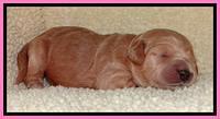 Tia Gus pups 1 wk old 71
