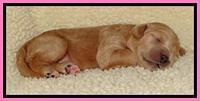 Tia Gus pups 1 wk old 81