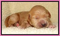 Tia Gus pups 1 wk old 91