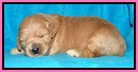 Tia Gus pups 2 wks old 100