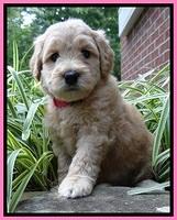 Tia Gus pups 5 wks old 140