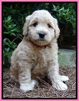 Tia Gus pups 5 wks old 160