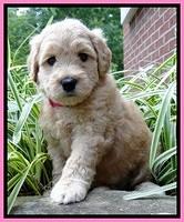Tia Gus pups 5 wks old 170