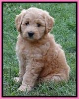 Tia Gus pups 7 wks old 131