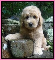 Tia Gus pups 8 wks old 23