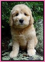 Tia Gus pups 8 wks old 53